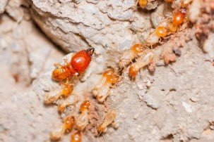 Termite Control